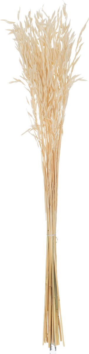 J-Line droogbloemen - bundel gedroogde Haver - riet - ecru Naturel