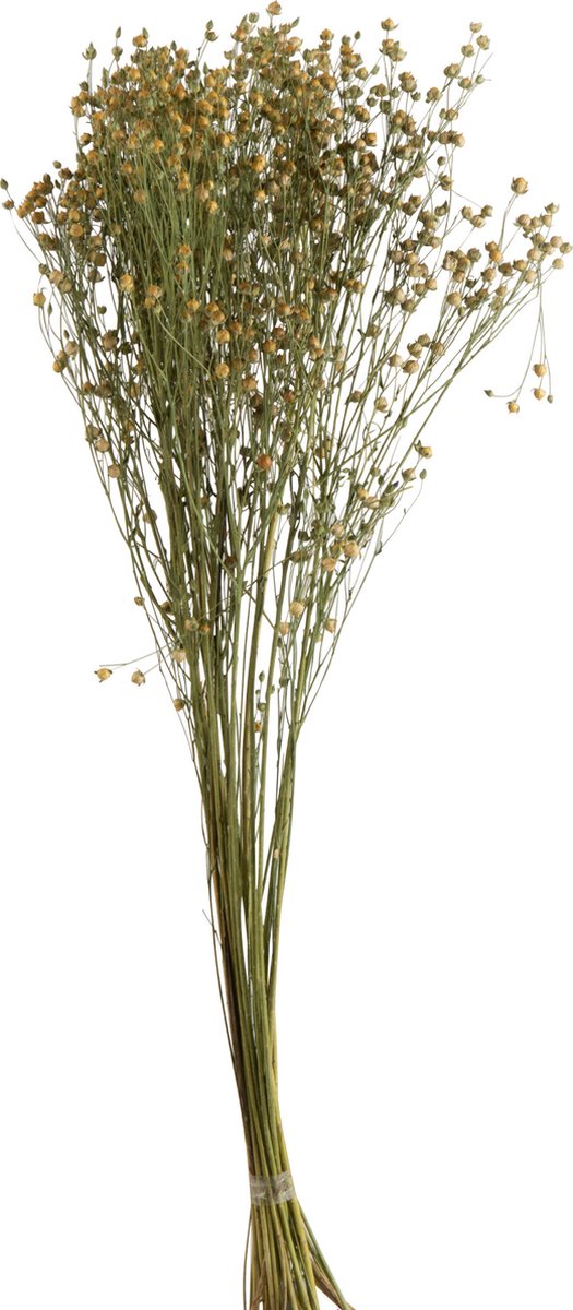 J-Line droogbloemen - Bundel Vlasbloem - gedroogd vlas - geel