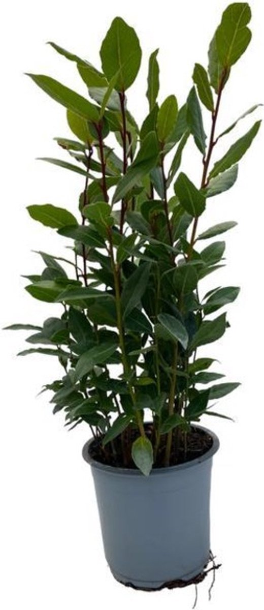 Plantenboetiek.nl Laurus Nobilis Ø14cm 35cm hoog Tuinplant