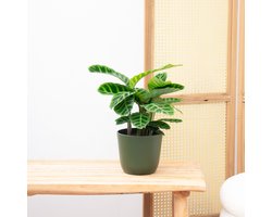 Calathea Zebrina - 50cm