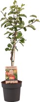 Plant in a Box - Malus domestica - Malus Elstar - Appelboom - Pot 21cm - Hoogte 90-100cm