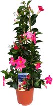 Plant in a Box - Mandeville 'Rio Hot Pink' - Dipladenia - Bloeiende tuinplant - Klimplant - Terras- en balkon plant - Pot 17cm - Hoogte 60-70cm