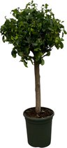 Ficus Nitida (Moclame) Stam - 120 Cm - Ø33Cm