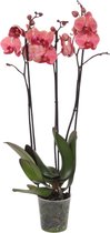 Phalaenopsis Narbonne - 3 tak - Ø12cm - 60cm