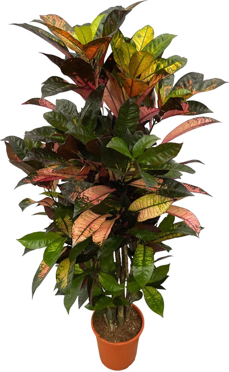 Croton kopen