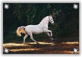 Tuinposter Wit Paard 60x40cm- Foto op Tuinposter (wanddecoratie voor buiten en binnen)