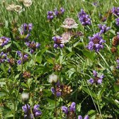 MRS Seeds & Mixtures Type G4 – Mélange de prairies fleuries indigènes et vivaces – Attire les oiseaux et les insectes – Comprend des graines de hochet