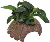 Aquafleur Deco Coconut Anubias Waterplant