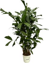 Trendyplants - Caryota Mitis - Vissenstaartpalm - Kamerplant - Hoogte 110-130 cm - Potmaat Ø19cm