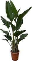 Paradijsvogelbloem (Strelitzia) – Hoogte: 200 cm – van Botanicly