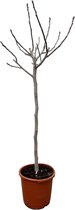 Fruitboom – Vijgenboom (Ficus Carica) – Hoogte: 180 cm – van Botanicly