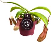 Vleesetende plant – Nepenthes Alata (Nepenthes Alata) – Hoogte: 17 cm – van Botanicly