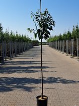 Grote Kersenboom | Prunus avium 'Kordia' | hoogstam | 225 - 275 cm | Stamomtrek | 3 jaar