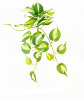 Philodendron Brasil - EDEN - JIVANA