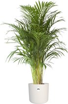 The Green Corner - Areca palm (groot) in ELHO sierpot (wit) - Hoogte 125cm - Diameter 24cm