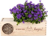 Campanula Planten met Insectenhotel & Watergeefsysteem - Je bent een Kanjer - 2 Stuks - Moederdag Cadeautje voor Mama - Klokjesbloem Flowerbox - Winterhard – Paars