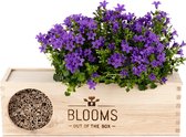 Blooms out of the Box Blooms & Bees - insectenhotel met 2 prachtig bloeiende tuinplanten - inclusief slim watergeefsysteem - verpakkingsvrij plant cadeau - terrasplanten zonder zorgen - verjaardagscadeau vrouw