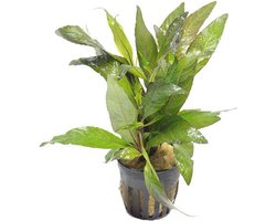 Moerings Hygrophila Angustifolia Rubra | Rode Slanke Waternavel | in 5 cm pot