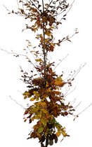 Groene Beuk - Fagus sylvatica | Omtrek: 10-14 cm | Hoogte: 300 cm