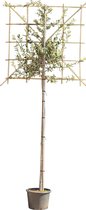 Steeneik leiboom 150 cm Quercus ilex 270 cm