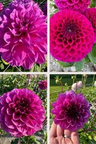 Bulbs by Brenda - Purple Dahlia Collectie - 4 stuks - dahlia knollen
