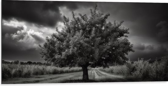 Dibond - Landschap - Boom - Gras - Wolken - Zwart - Wit - 100x50 cm Foto op Aluminium (Met Ophangsysteem)