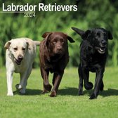 Labrador Retriever Mixed Kalender 2024