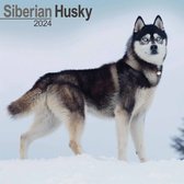 Siberian Husky Kalender 2024