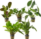 vdvelde.com - Luxe Aquariumplanten - 5 stuks - Aquariumplant - 5 planten - Plaatsing: op de bodem