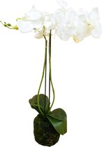 Greenmoods Kunstplanten - Kunstplant - Orchidee - Wit - Zijde - 62 cm