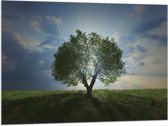 Vlag - Landschap - Natuur - Boom - 100x75 cm Foto op Polyester Vlag
