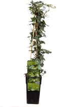 Klimplant – Klimop (Hedera Helix) – Hoogte: 65 cm – van Botanicly