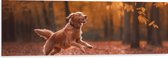 Dibond - Hond - Dier - Spelen - Bos - Bladeren - Herfst - 120x40 cm Foto op Aluminium (Met Ophangsysteem)