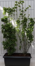 Loofboom – Pimpernoot (Staphylea pinnata) – Hoogte: 180 cm – van Botanicly