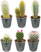 Cactussen mix,prachtige en gevarieerde mix van zes verschillende soorten cactussen in zinken potten