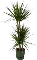 Kamerplant Dracaena Marginata ↨120cm - Ø21cm, inclusief groene pot