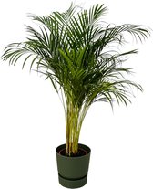 Goudpalm in groene pot, kamerplant Areca palm ↨130cm, Ø24cm, inclusief elho Greenville Round
