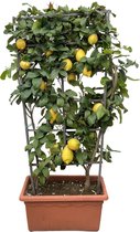 Citroenplant, Citrusplant op een rek, 160 cm hoog voor binnen en buiten