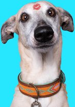 DWAM Dog with a Mission – Halsband Hond – Hondenhalsband – Oranje – L – Leer – Halsomvang tussen 38-47 x 4 cm – Tiger Lily
