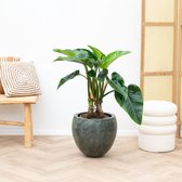 Philodendron Green Congo op stam - 90 cm
