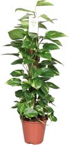 Plantenboetiek.nl | Epipremnum Pinnatum Mosstok Scindapsus - Ø19cm - 80cm hoog - Kamerplant - Groenblijvend