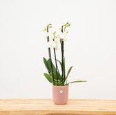 White World orchidee 4 tak (Phalaenopsis) - 70cm