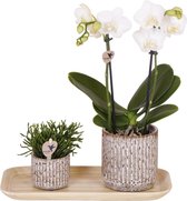 Moederdag Cadeau! Kamerplantenset, Orchidee Amabilis +Succulentn Jaguar sierpotten en op een Bamboe dienblad, Kleur Wit-Groen,
