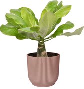 The Green Corner - Brighamia insignis ‘Hawaii Palm’ in ELHO Vibes Fold Rond (delicaat roze) - Hoogte 35cm - Diameter 14cm