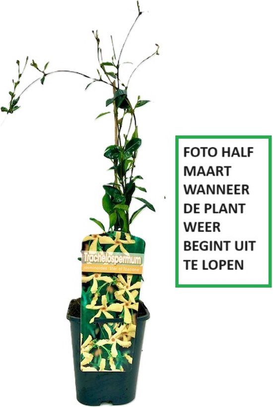 Gele Toscaanse Jasmijn (Sterjasmijn - Star of Toscane) - Klimplant | Geel - Groenblijvend / Wintergroen en Winterhard - Jasmijn Plant | 1,5 liter pot - Goed te combineren met andere tuinplanten met bloemen zoals Clematis of Rozen in bijv. een klimrek