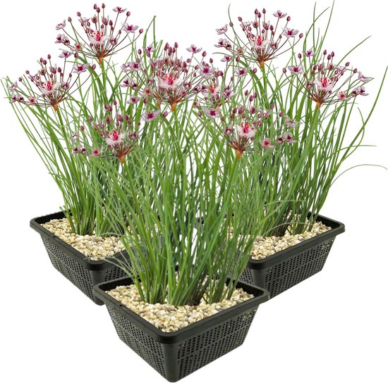 vdvelde.com - Zwanenbloem – 12 stuks – 3 Vijvermanden – Butomus Umbellatus - Waterplant - Volgroeide hoogte: 80 cm - Plaatsing: -1 tot -20 cm
