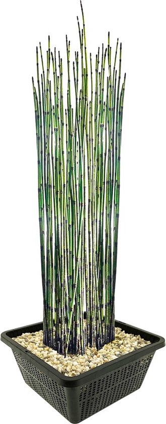 vdvelde.com - Japanse Holpijp - 4 stuks - 1 Vijvermand - Equisetum Japonicum - Waterplant - Volgroeide hoogte: 120 cm - Plaatsing: -1 tot -20 cm