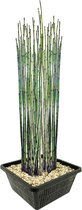 vdvelde.com - Japanse Holpijp - 4 stuks - Equisetum Japonicum - Waterplant - Volgroeide hoogte: 120 cm - Plaatsing: -1 tot -20 cm