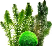vdvelde.com - Losse Zuurstofplanten Set - Voor 500 – 1.000 liter water - 16 planten - Plaatsing: los in het water