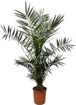 Trendyplants - Phoenix Canariensis - Hoogte 120-140 cm - Dadelpalm - Winterhard - Potmaat Ø20cm